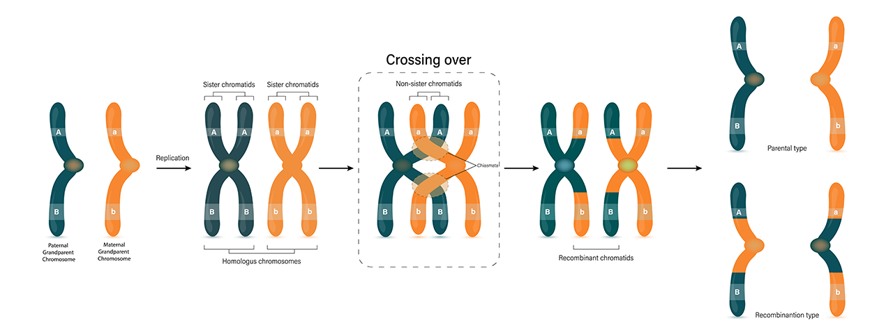 Genetic recombination diagram