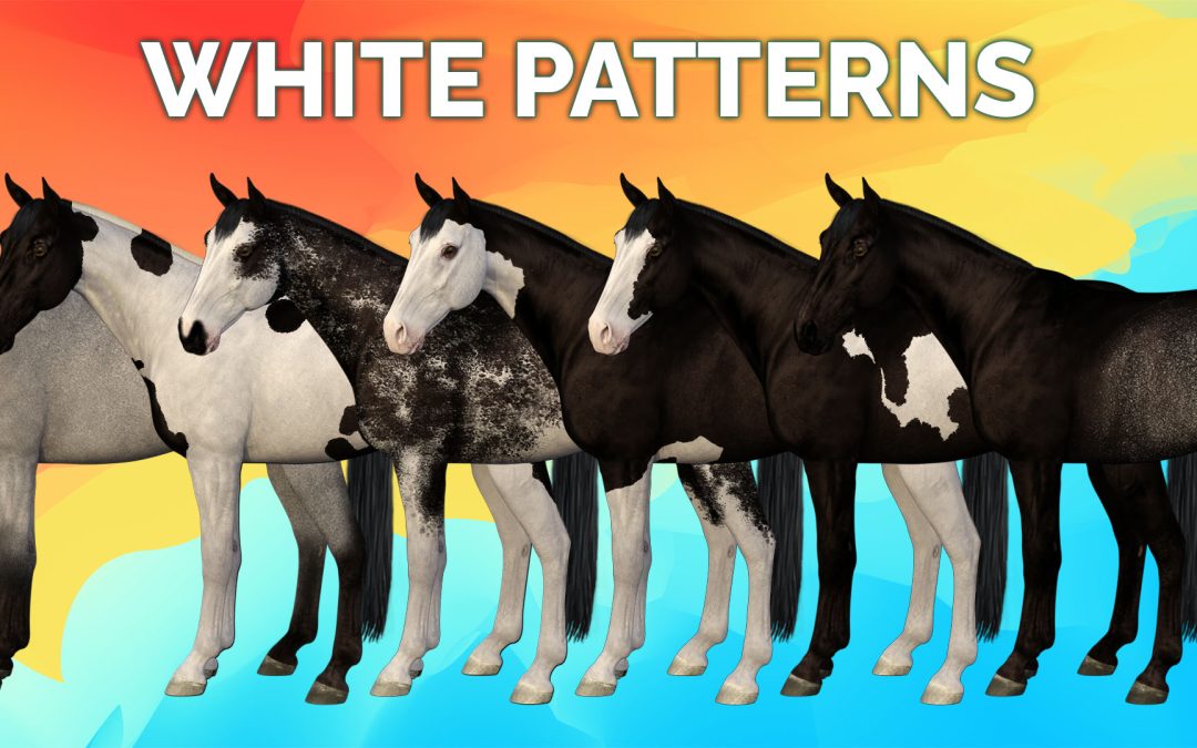 White patterned horses examples